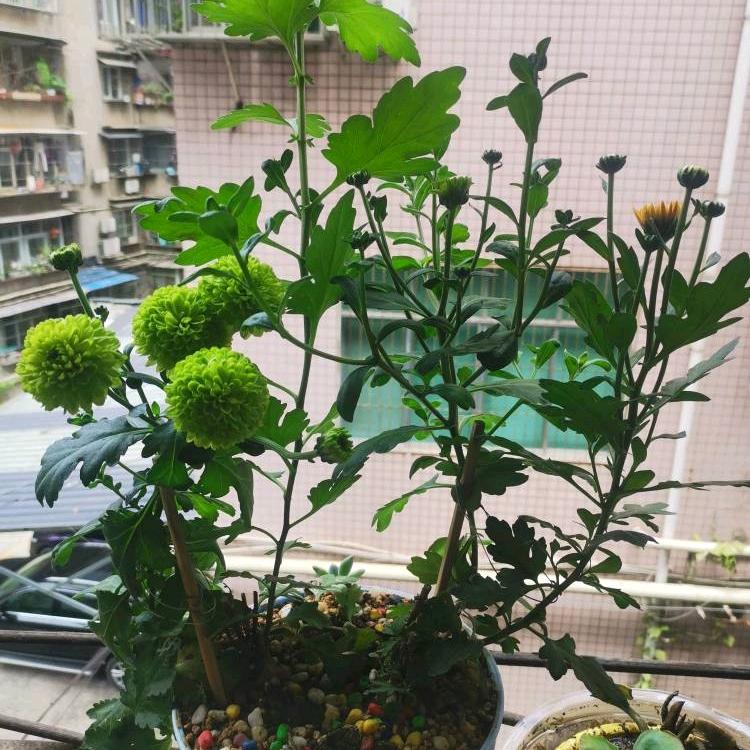 毛毛草