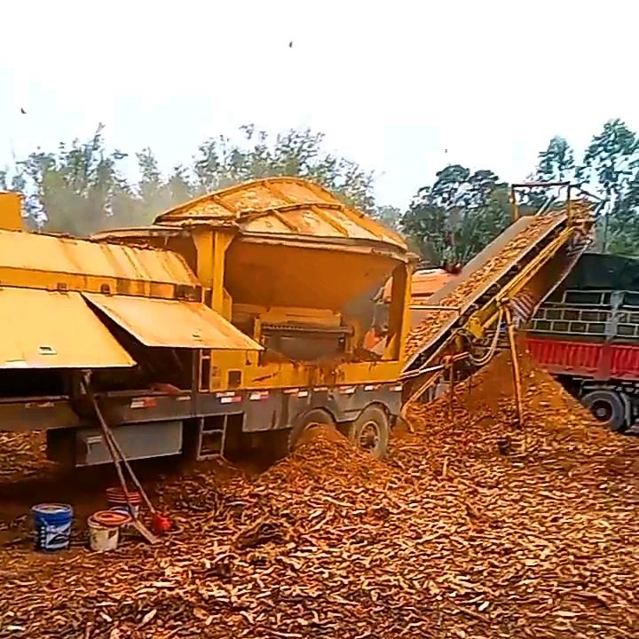 A健仔 收购加工碎木头 包山清桉