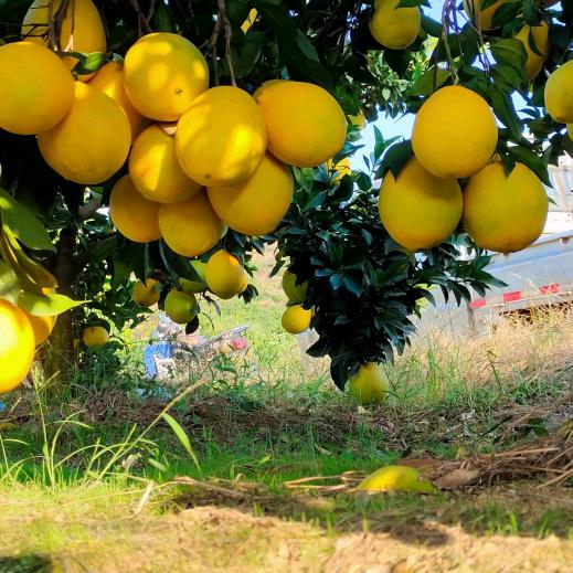 兴化市戴南顺豪不锈钢紧固件