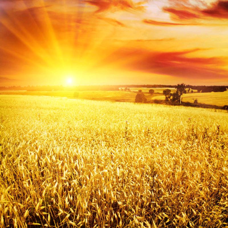 ☀️向日葵🌻