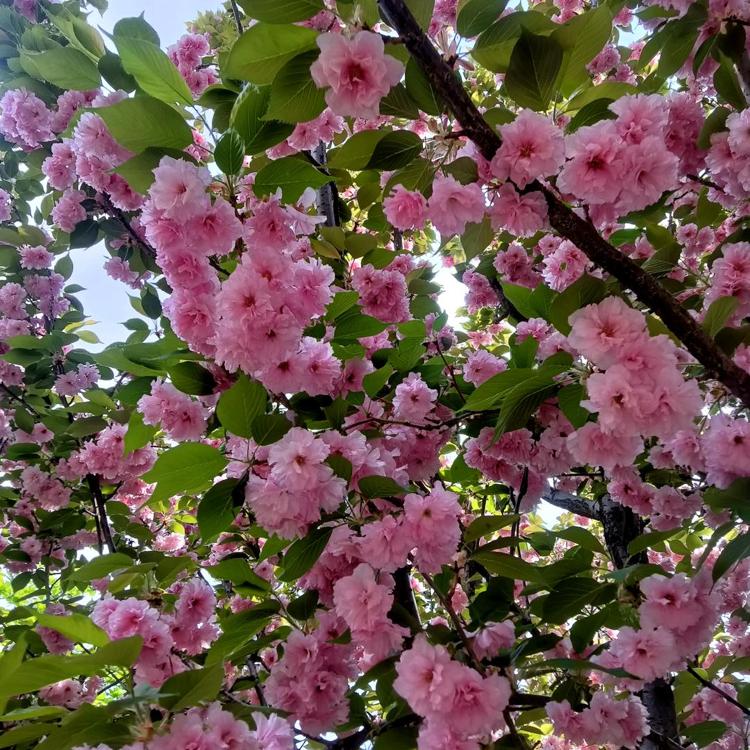 云的心思只有风知道