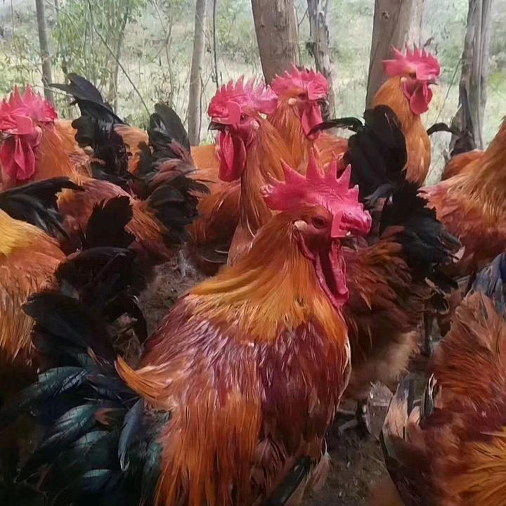 公鸡大哥