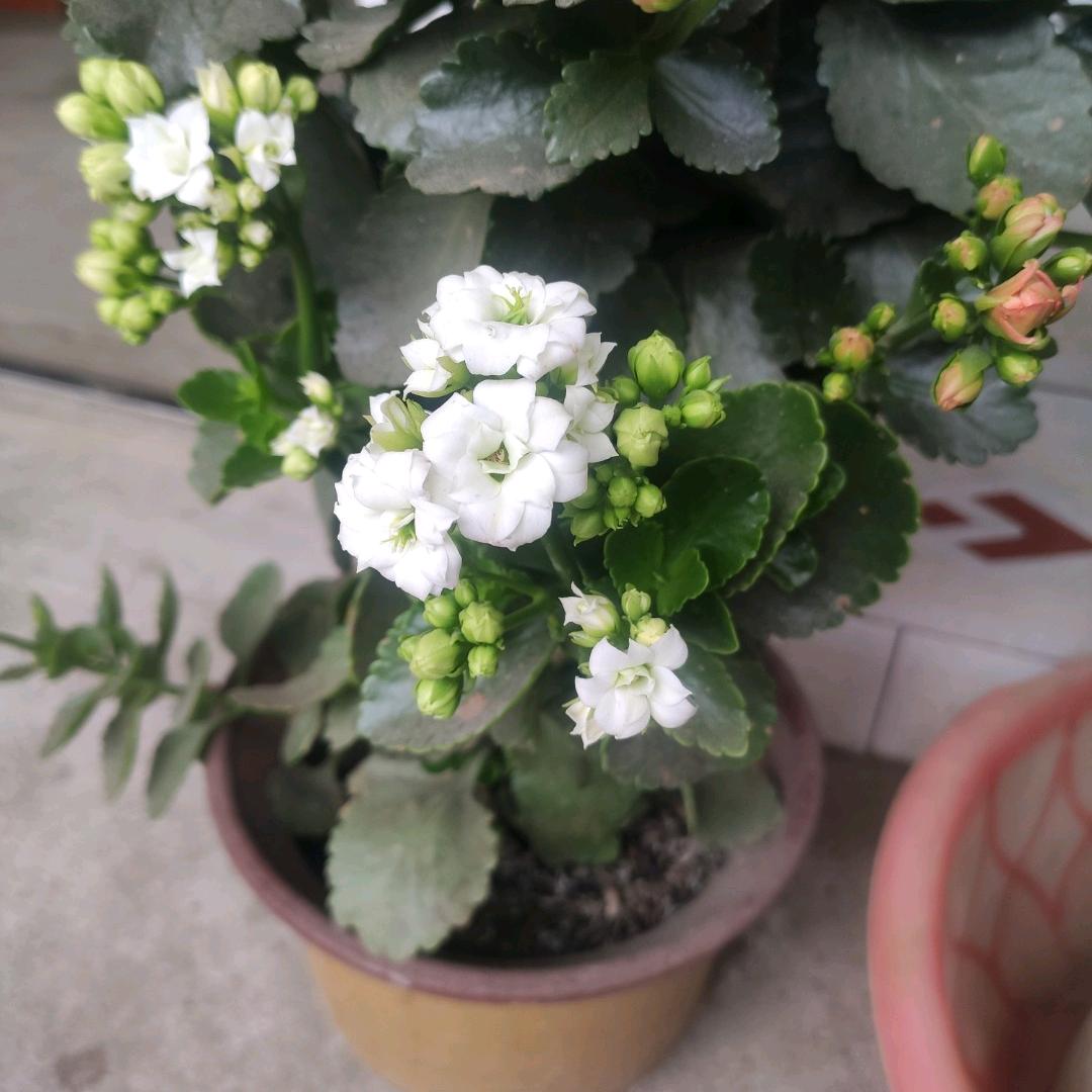 香玲