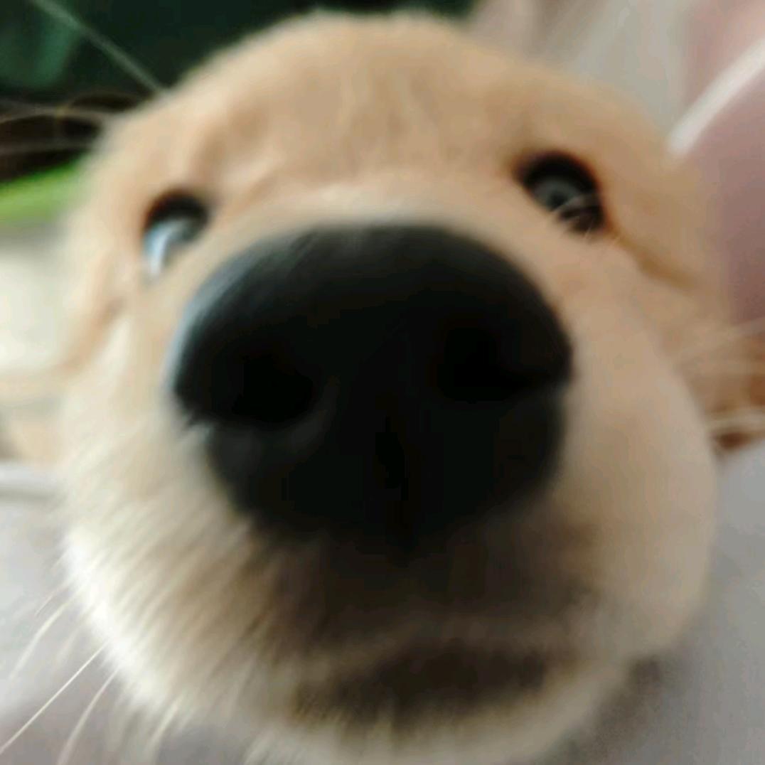 小卷毛顺顺（有🥚版）