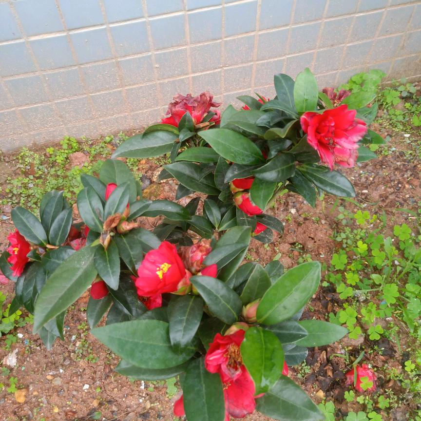 旭日风光