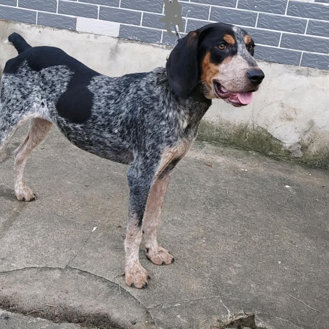 小袁玩猎犬！