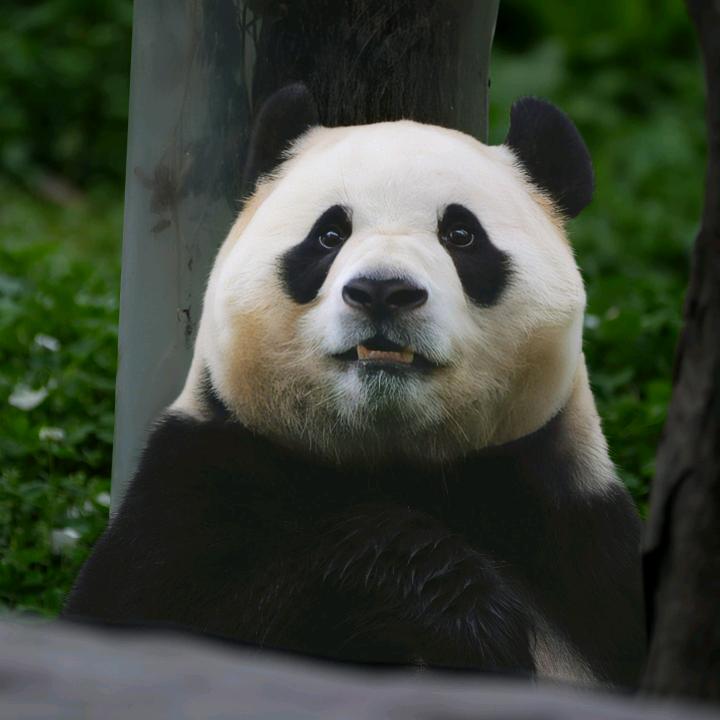 梦傾他城 🐼