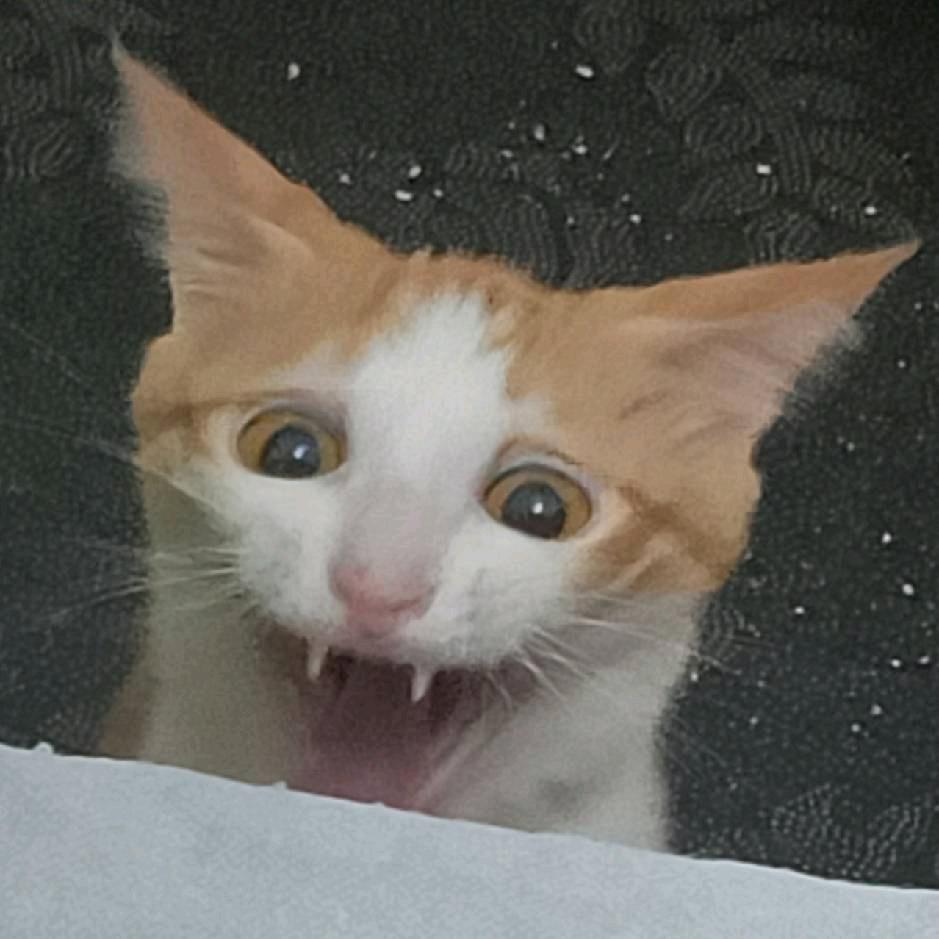 咕噜肉不加香菜