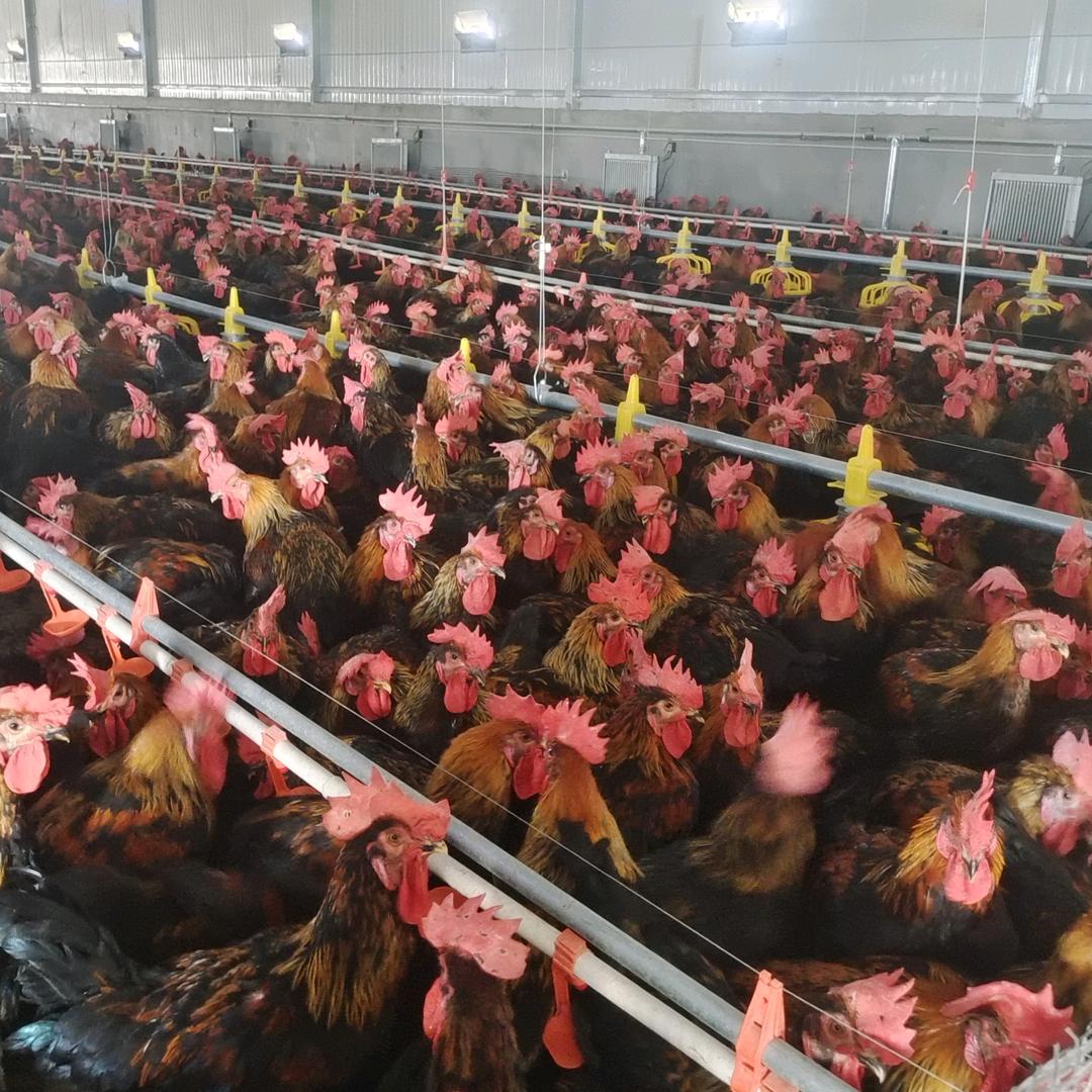 阿拉尔市十三团七连聚通畜禽养鸡厂