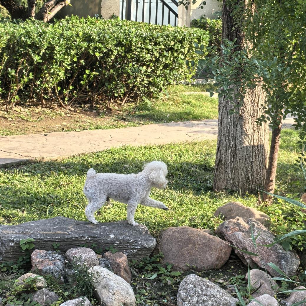 多爱小狗一点点