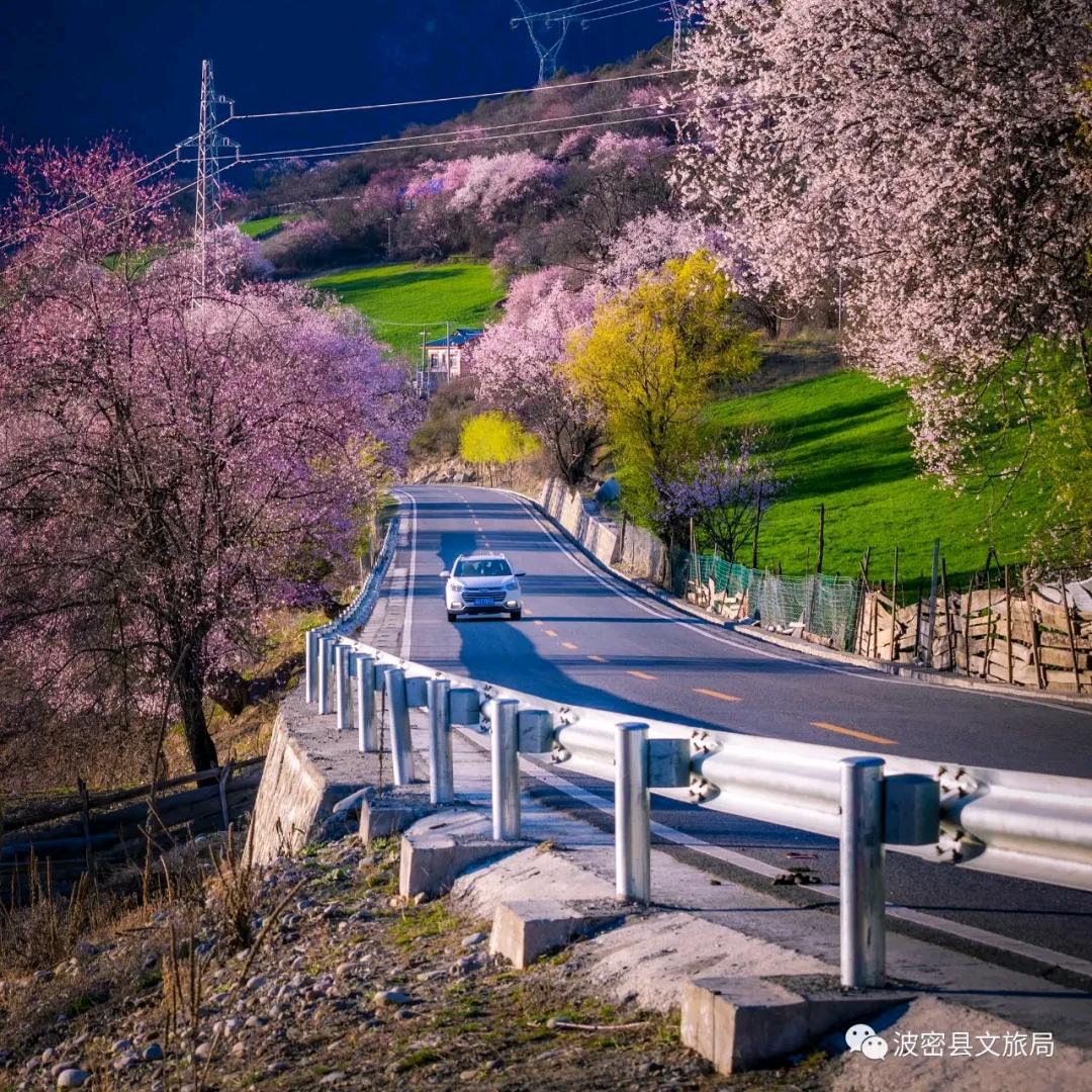 格桑花旅游坚哥