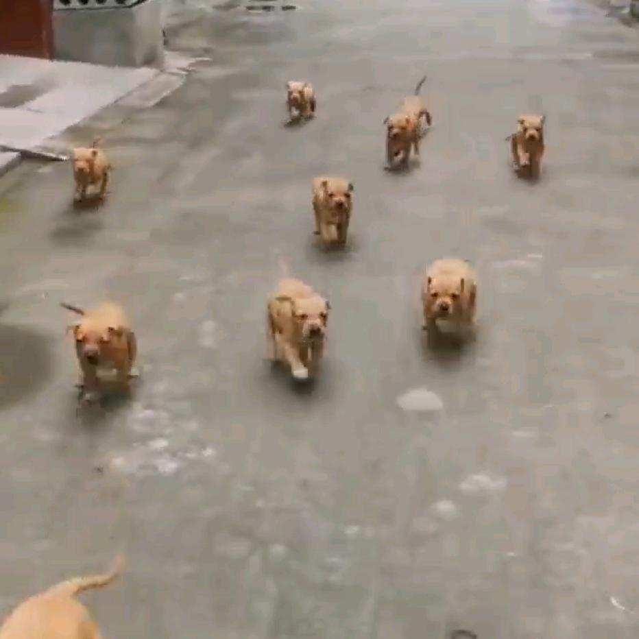 ✨陈 💫《毛毛杂斗繁殖》