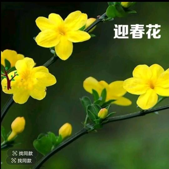 轩朵花艺小铺