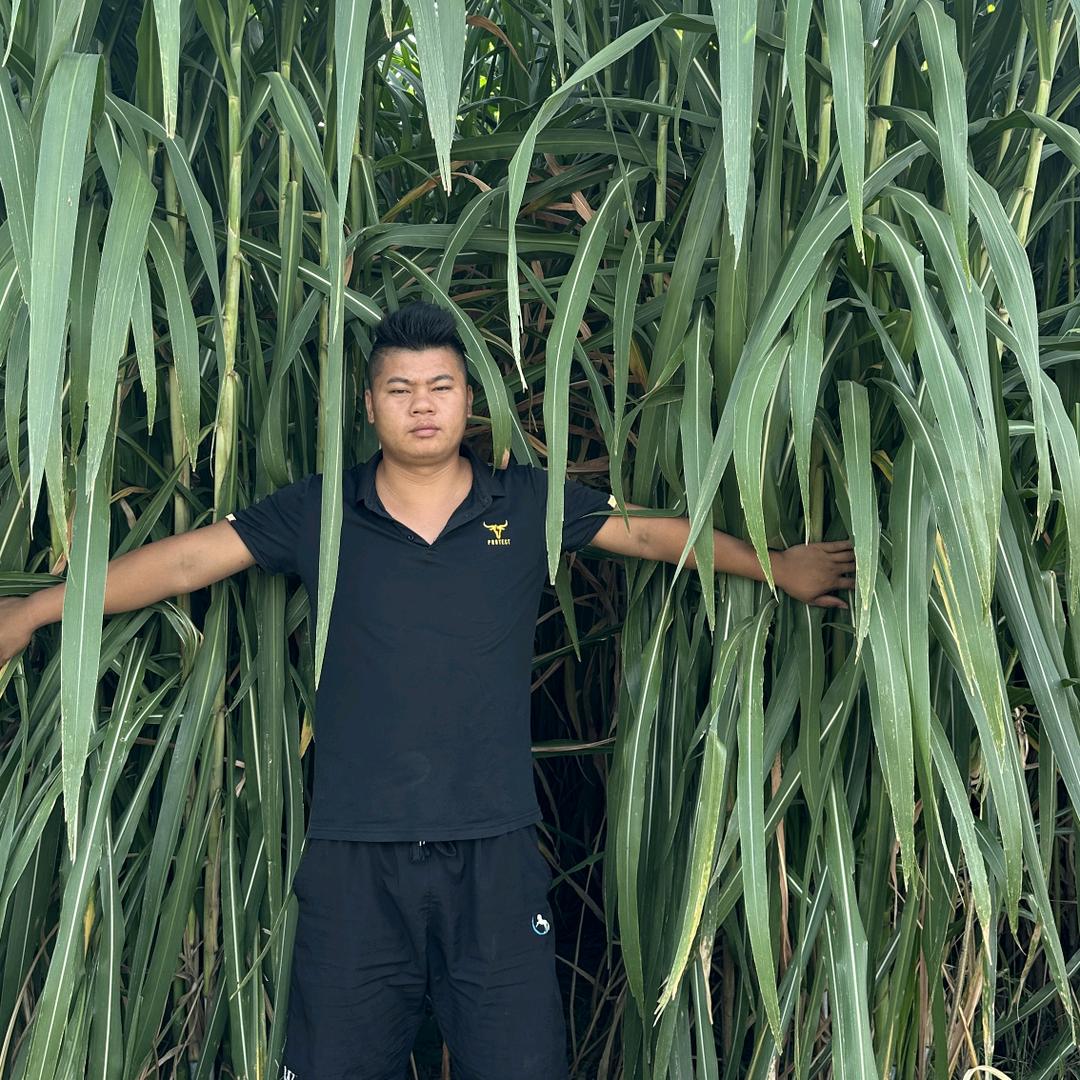 致富哥~广西源头优质牧草，草种，草料