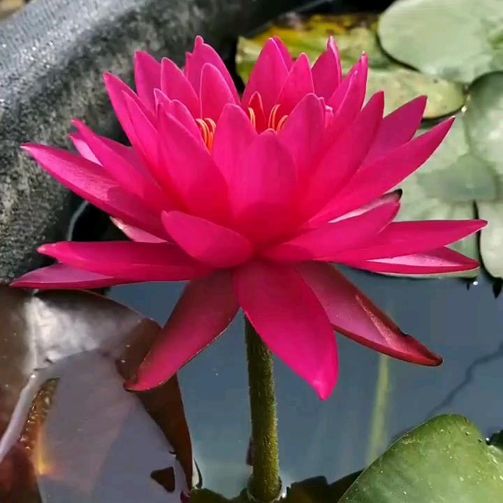 灵体疗愈如意