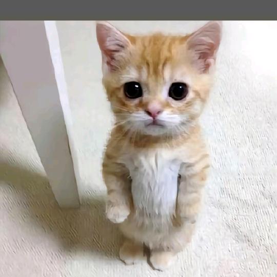 小橘猫meme剧场