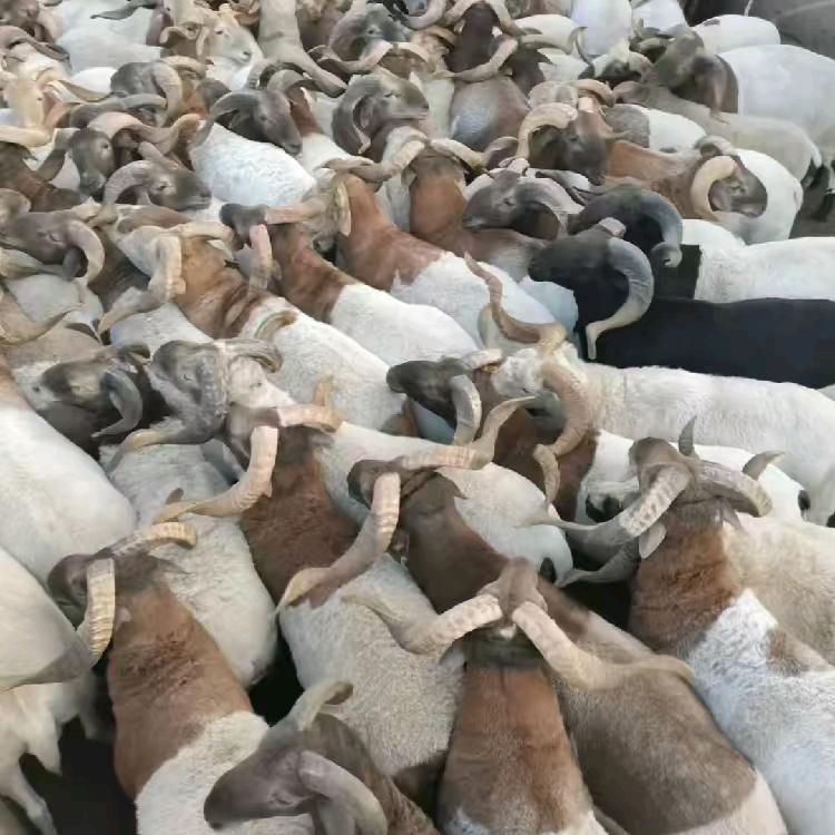 甘肃育肥羊代办，张三万