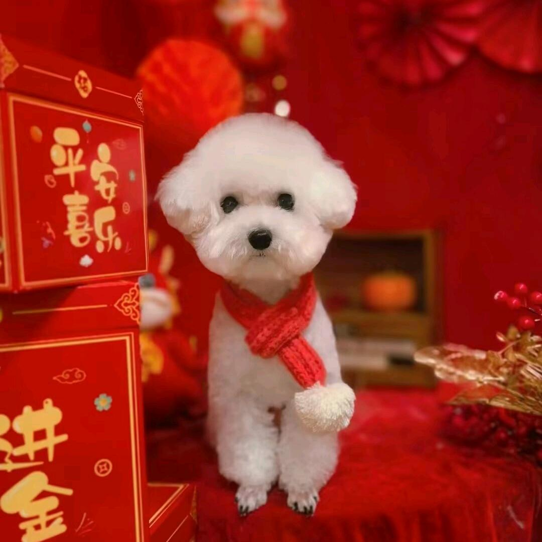 汤姆狗☁