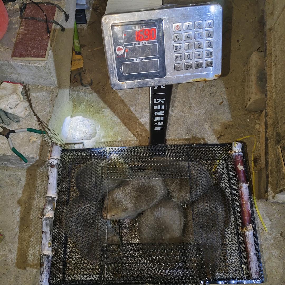 小众竹鼠