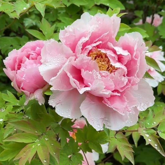 🍀云淡风轻🌻（拒私聊）