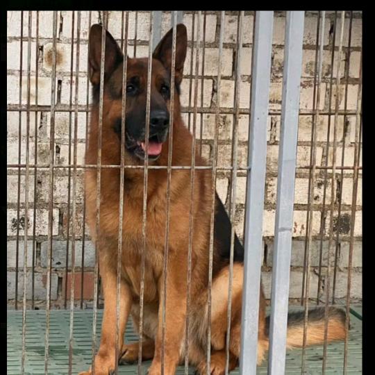 牧羊犬《马道克儿子马克》