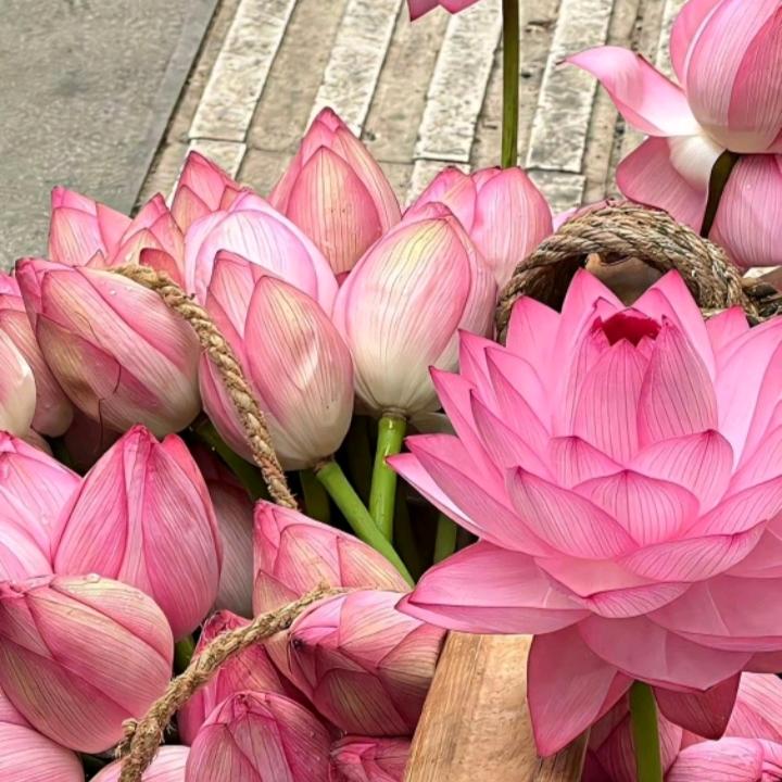 好运连连🍀🍀🍀🍀🍀