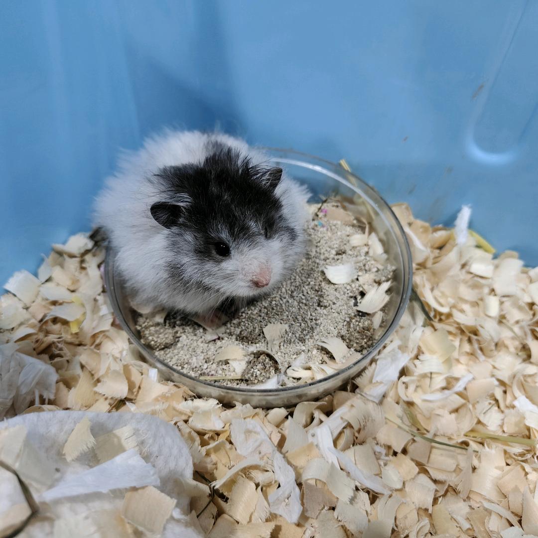 小子