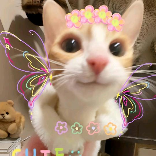 幸运小猫