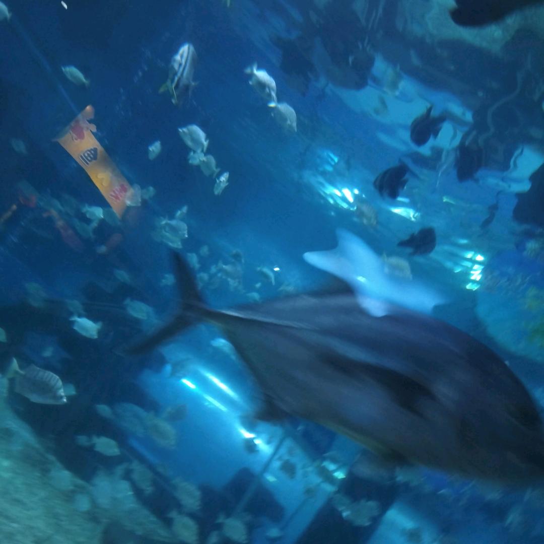 顺风顺水，顺财神。