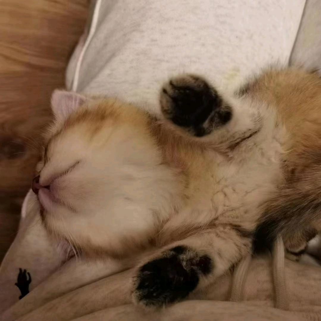 沉鱼喵（领养看主页）