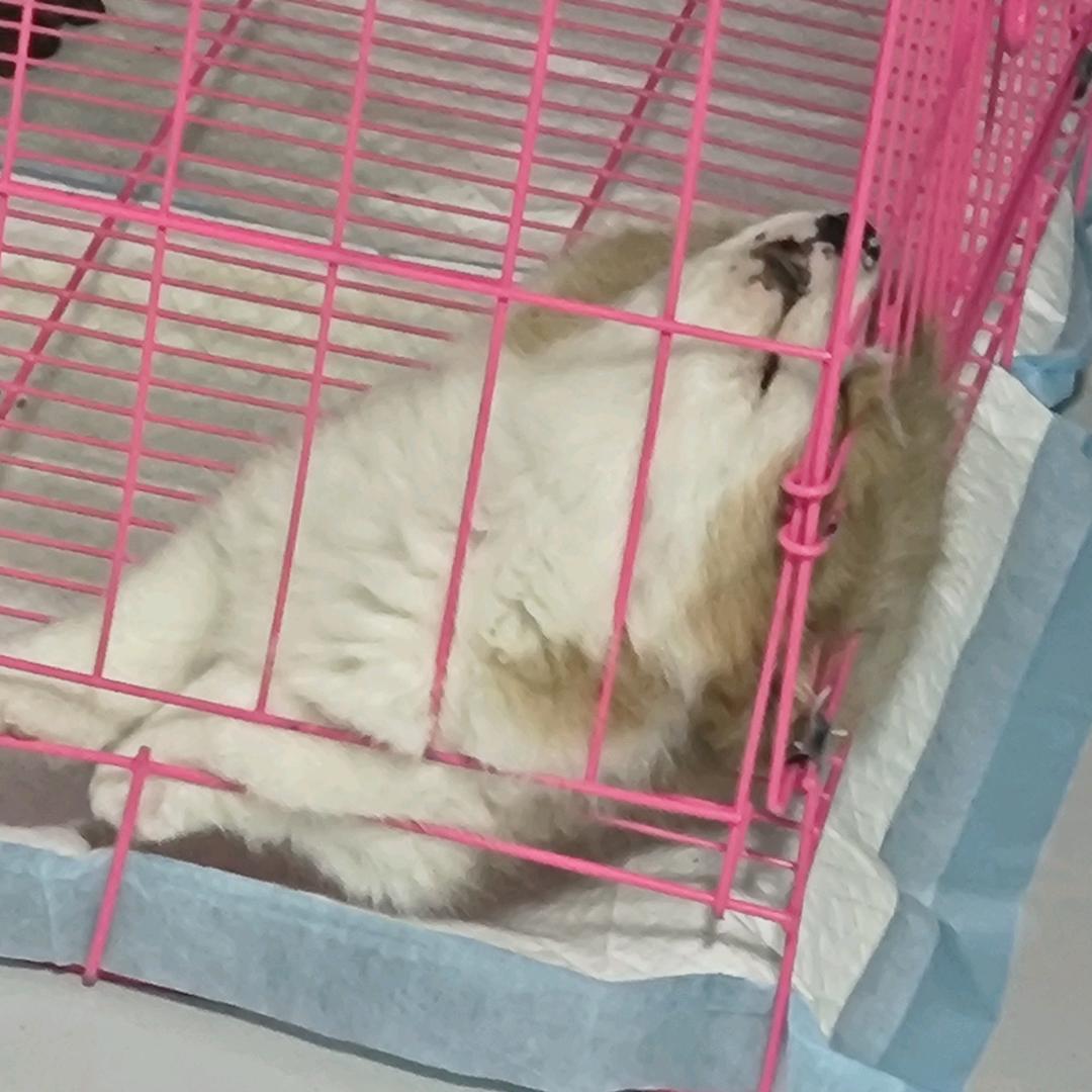 可乐和汉堡的铲屎官