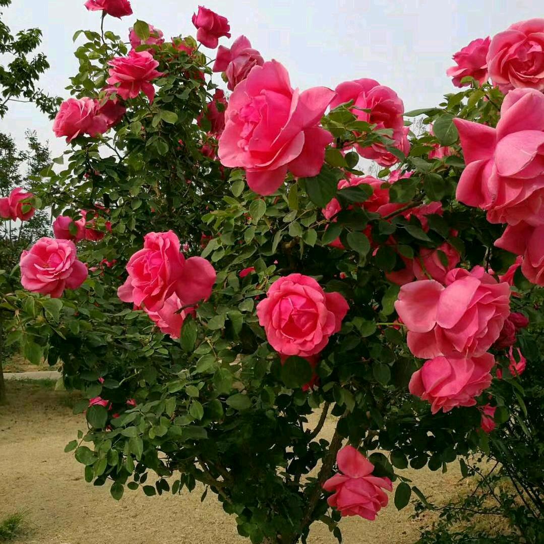 开心果《拒合拍》