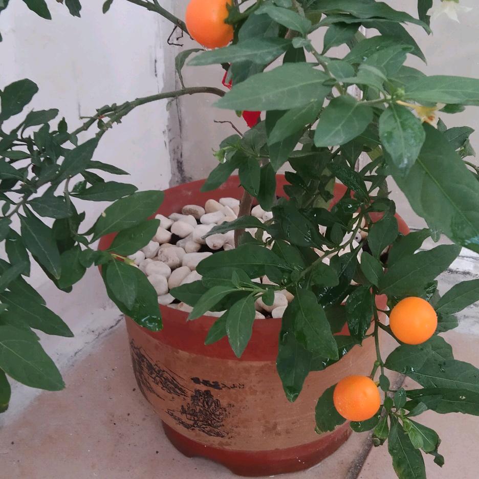 富贵花开