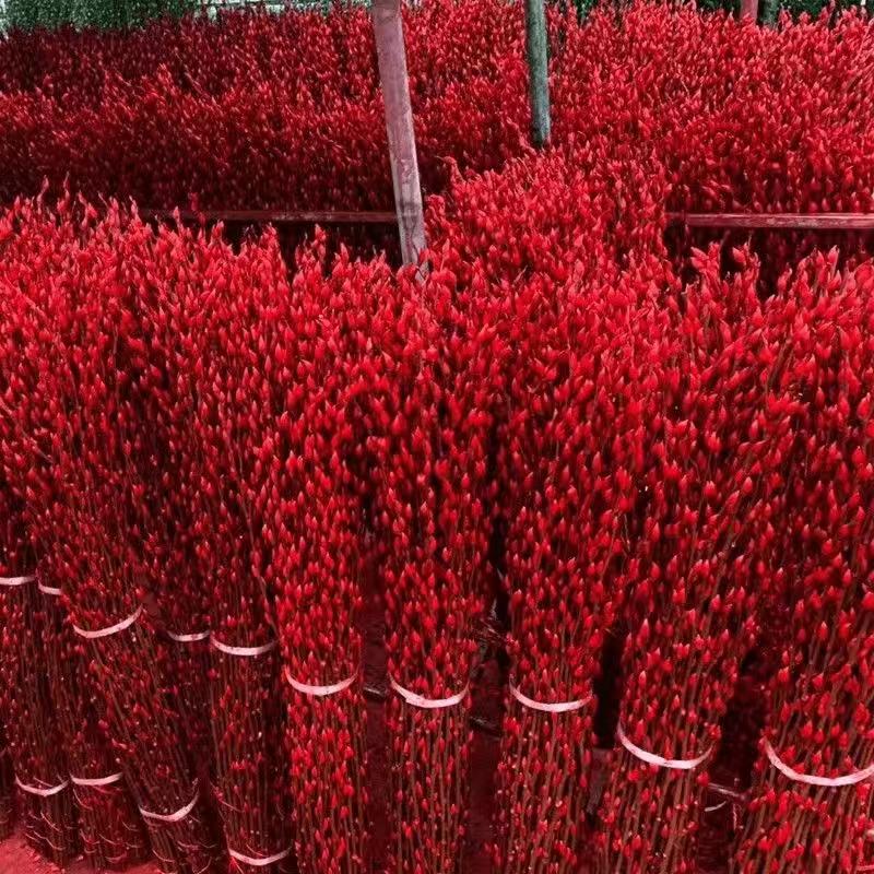 招财银柳基地厂家