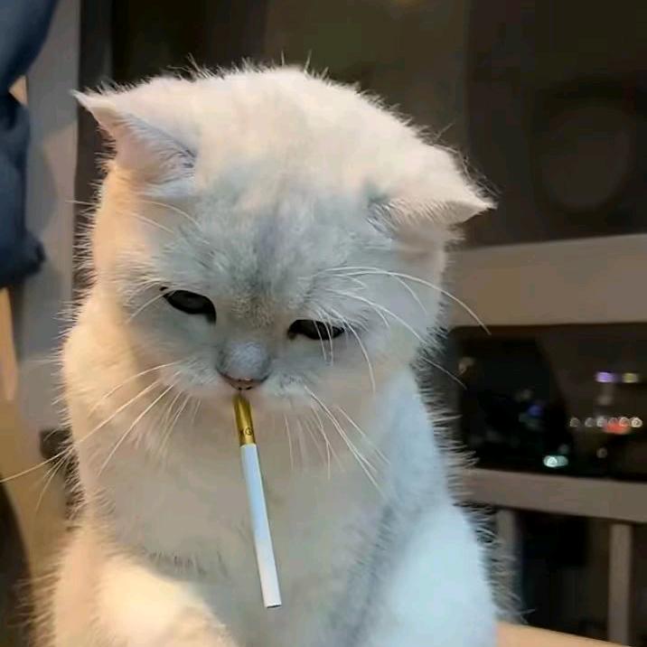 哦比托