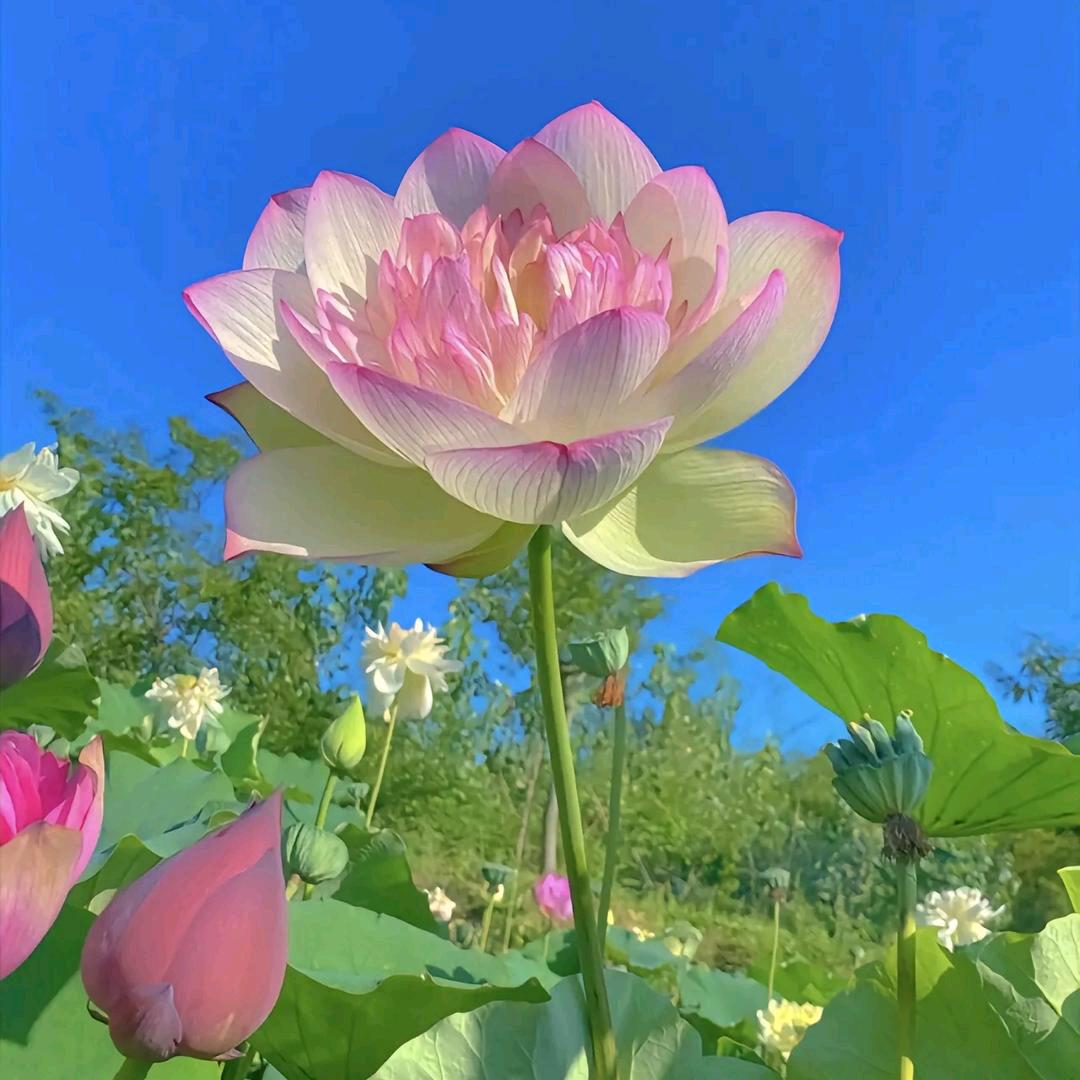 小芳芳