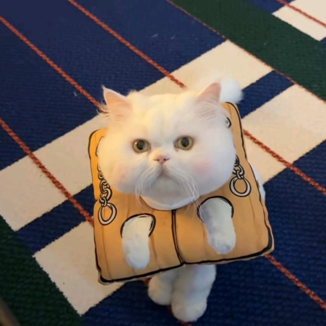 ssss