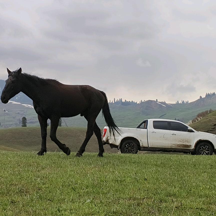halao 恰西牧马人