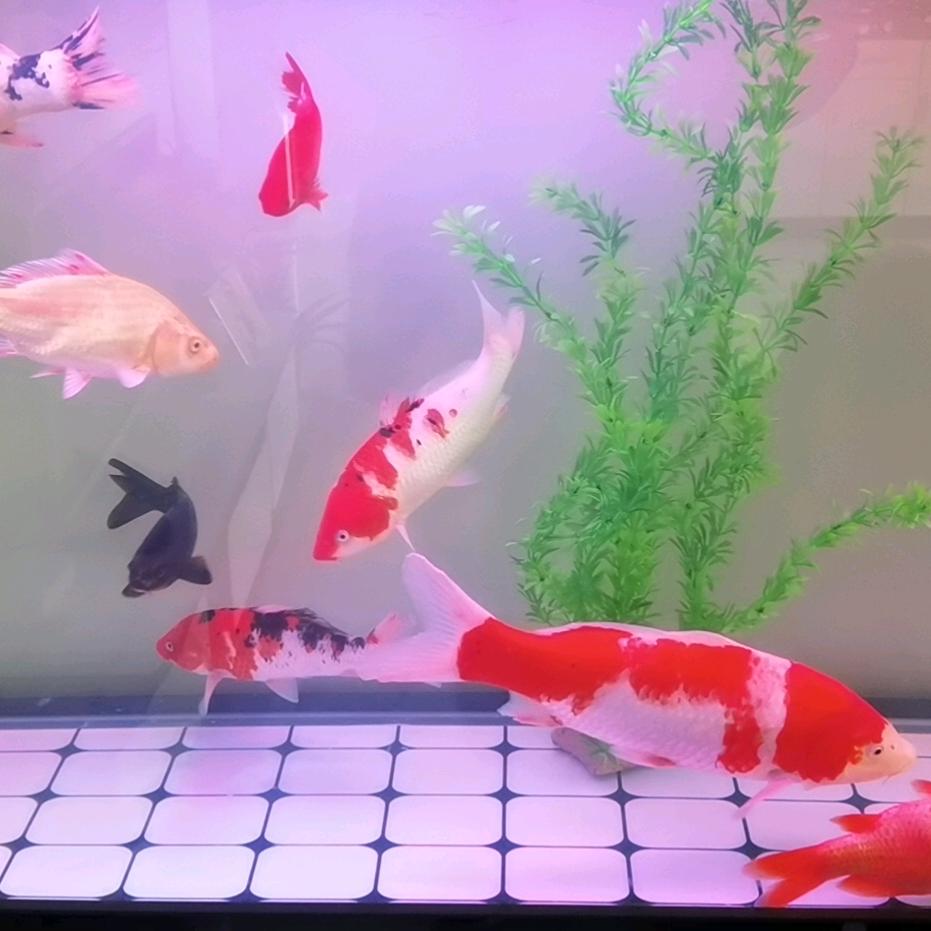 远方