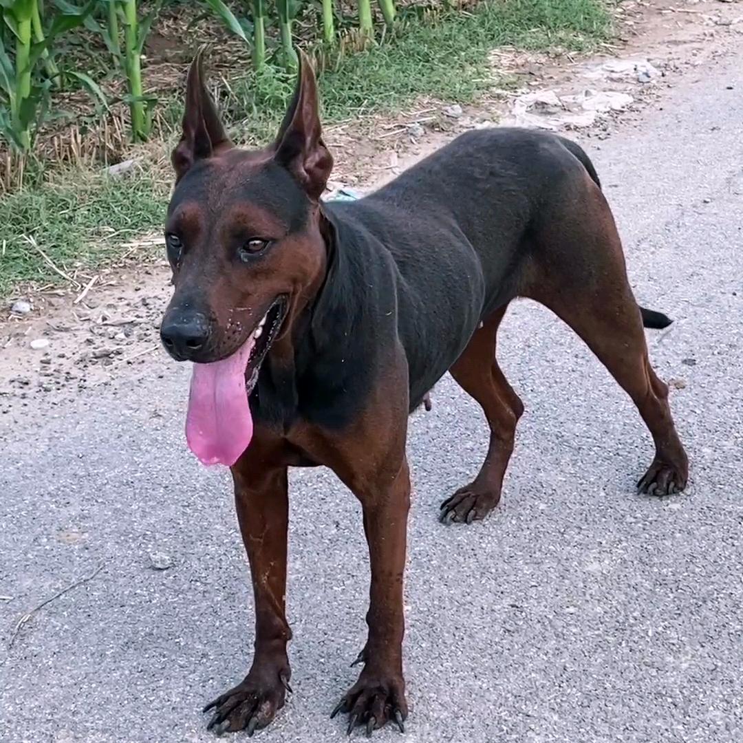 菏泽～狼犬🇨🇳