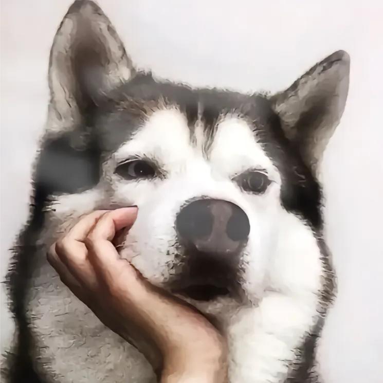 支棱的小狗