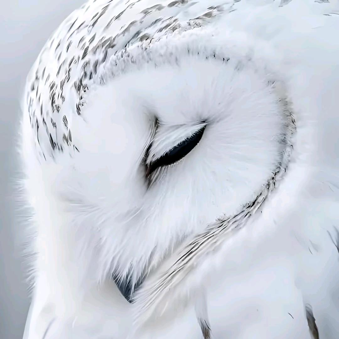 白桃乌龙茶