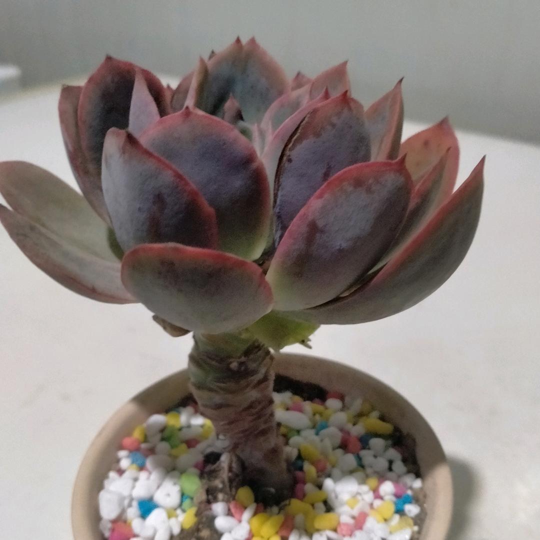 王老大