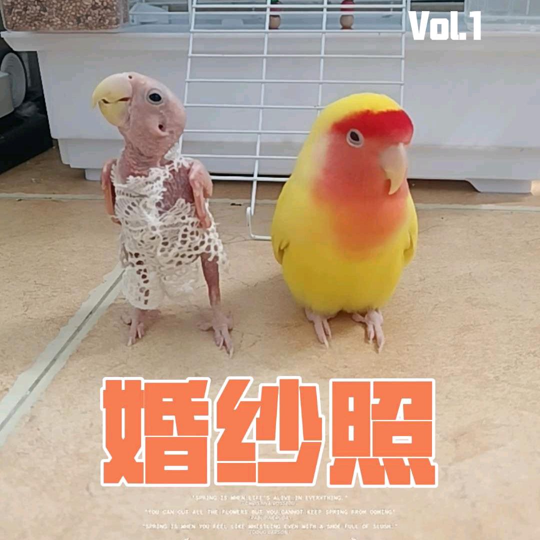 小光鸡（咕咚）