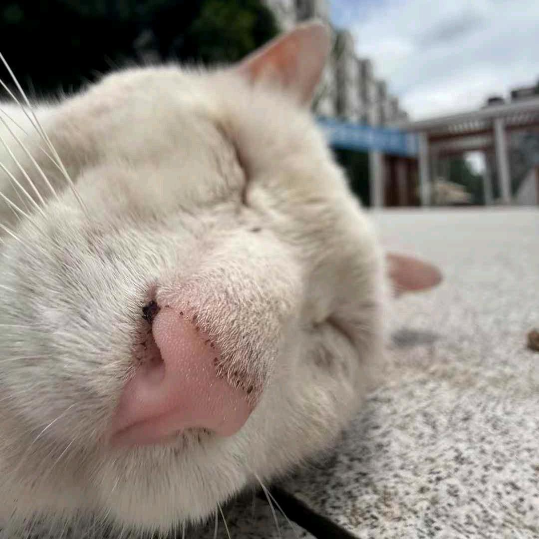 你尔朵龙吗