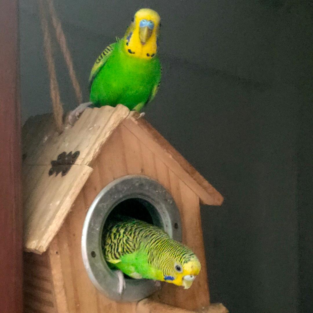 小鸟依人🦜🦜