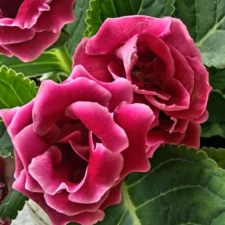 🌺开富贵
