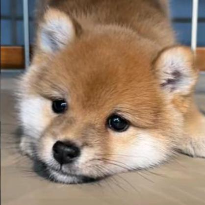 官羽东文
