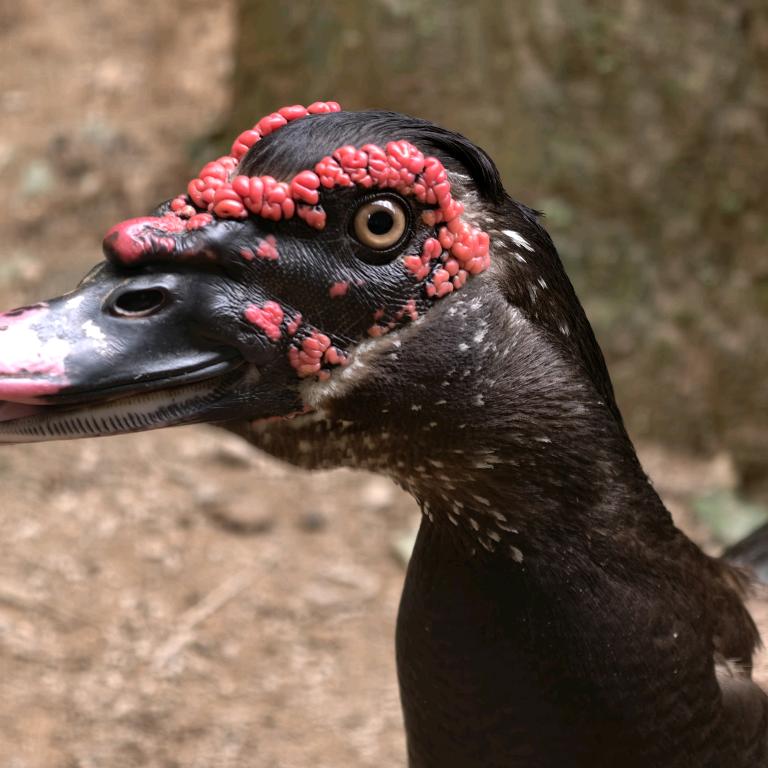 一哥农副产品店