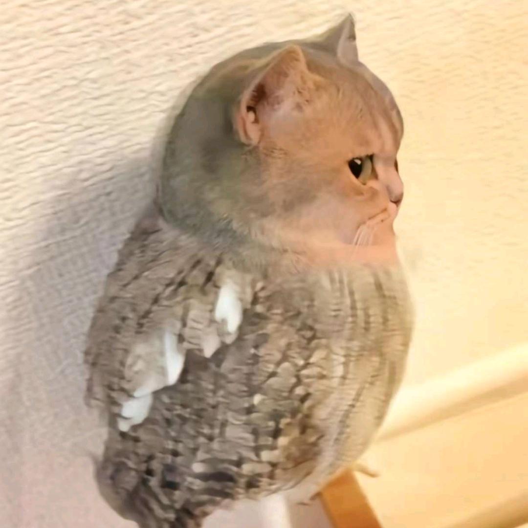 🌈盐焗小星球🌈